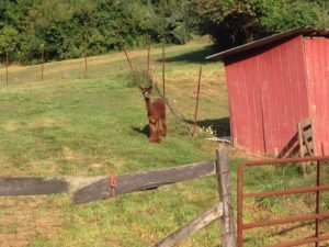 Motorcycle Trip to The Painted Sky Alpaca Farm 