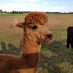 Motorcycle Trip to The Painted Sky Alpaca Farm 